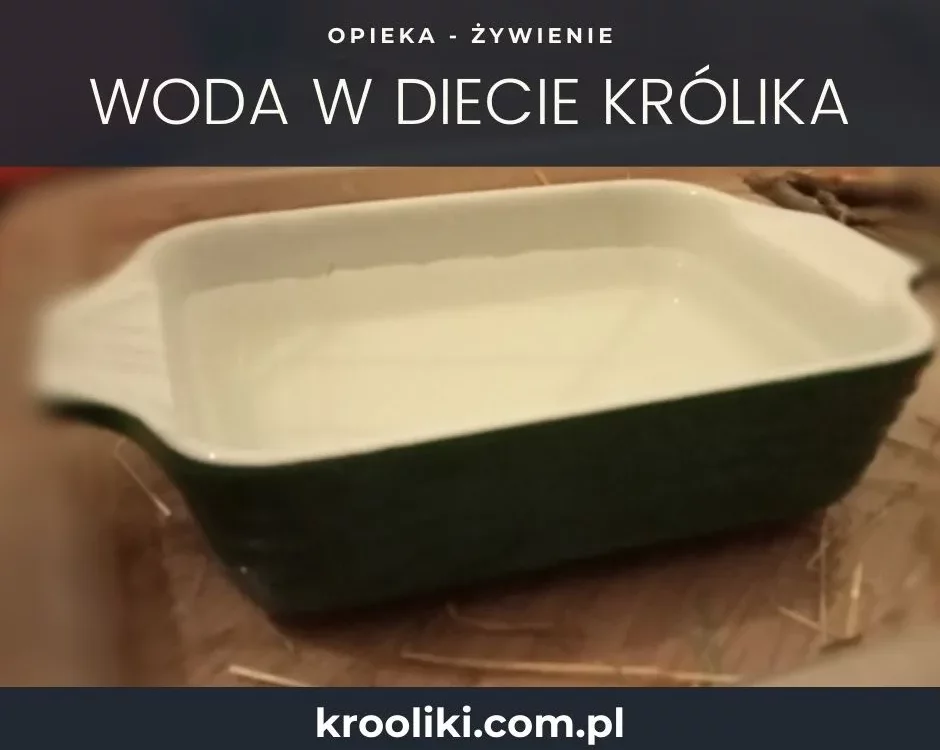 Ceramiczna miska wypełniona wodą dla królika. Jak ważna jest woda w codziennej diecie królika? Odpowiedź znajdziesz w artykule