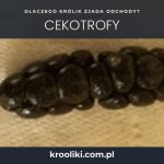 Odchody zjadane przez królika to cekotrofy.