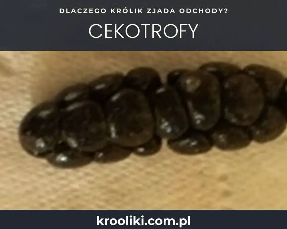 Odchody zjadane przez królika to cekotrofy.